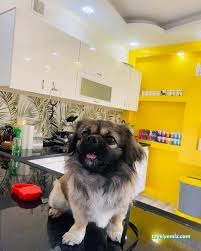 Doğa Pet Veteriner Kliniği Doğa Pet Veteriner Kliniği
