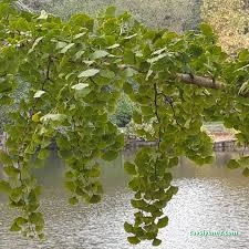 Doğaya Dönüş Peyzaj Planlama Ve Tasarım Doğaya Dönüş Peyzaj Planlama Ve Tasarım