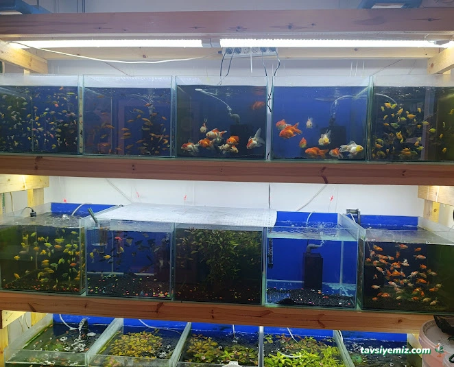 Dokuz Petshop