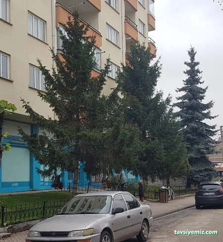 Dr. Dicle Ulu Hacamat, Akupunktur, Mezoterapi, Hipnoz Eskişehir Dr. Dicle Ulu Hacamat, Akupunktur, Mezoterapi, Hipnoz Eskişehir