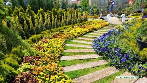 Dr. Mor Salkım Peyzaj Çiçekçilik