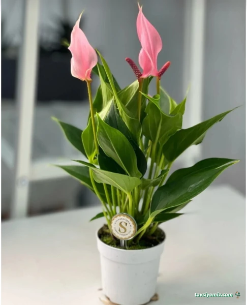 Duru Flower