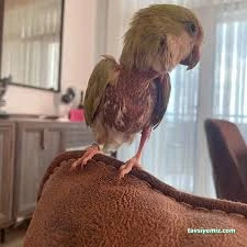 Duru Veteriner Kliniği/Kanatlı Hayvan Kliniği Duru Veteriner Kliniği/Kanatlı Hayvan Kliniği