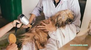 Düzce Kedi Oteli Ve Pet Kuaförü Düzce Kedi Oteli Ve Pet Kuaförü