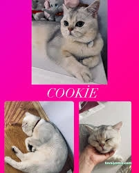 Düzce Kedi Oteli Ve Pet Kuaförü Düzce Kedi Oteli Ve Pet Kuaförü