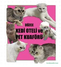 Düzce Kedi Oteli Ve Pet Kuaförü Düzce Kedi Oteli Ve Pet Kuaförü