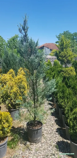 Düzce Koru Peyzaj Fidancılık Düzce Koru Peyzaj Fidancılık