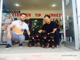 Düzce Veteriner Tıp Merkezi Düzce Veteriner Tıp Merkezi