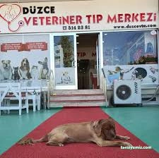 Düzce Veteriner Tıp Merkezi Düzce Veteriner Tıp Merkezi