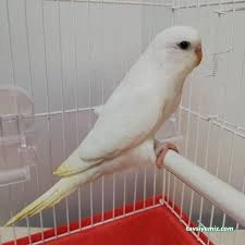 Ekin Pet Shop Ekin Pet Shop