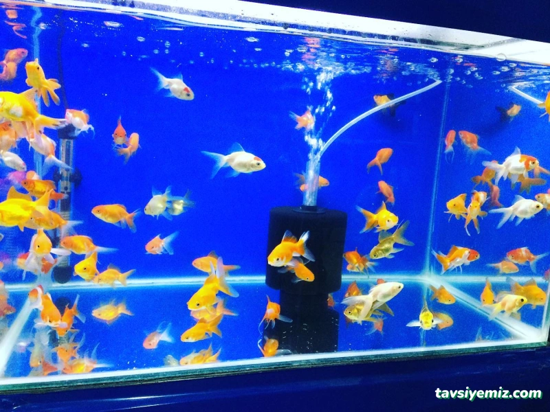 Ekin Pet Shop & Akvaryum Ekin Pet Shop & Akvaryum