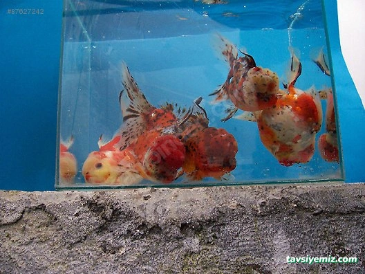 Ekin Pet Shop & Akvaryum Ekin Pet Shop & Akvaryum