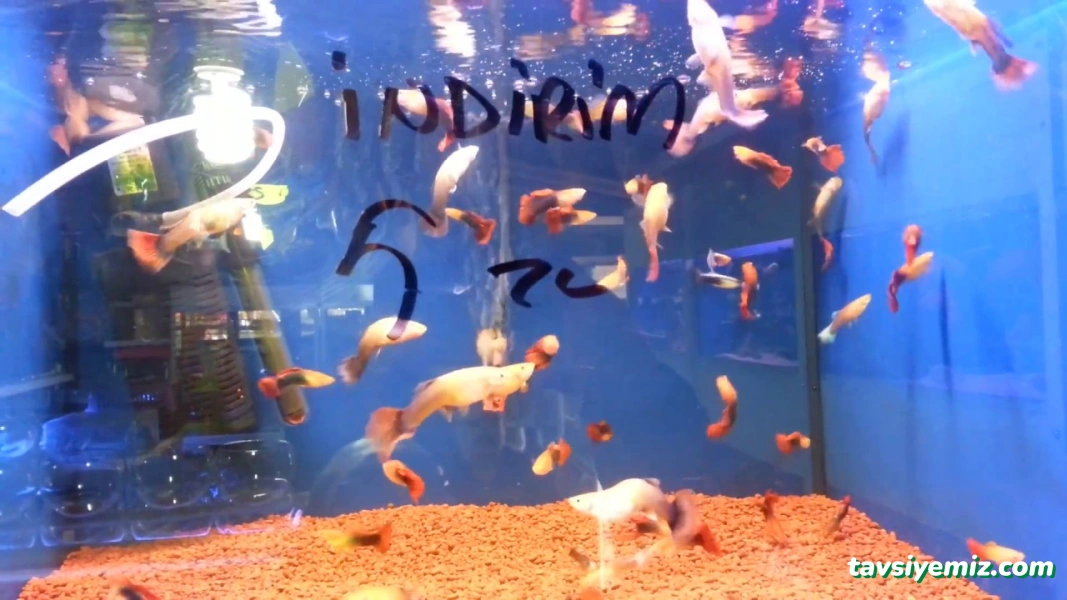Ekin Pet Shop & Akvaryum Ekin Pet Shop & Akvaryum