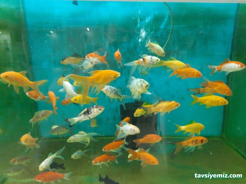Elif Petshop Elif Petshop