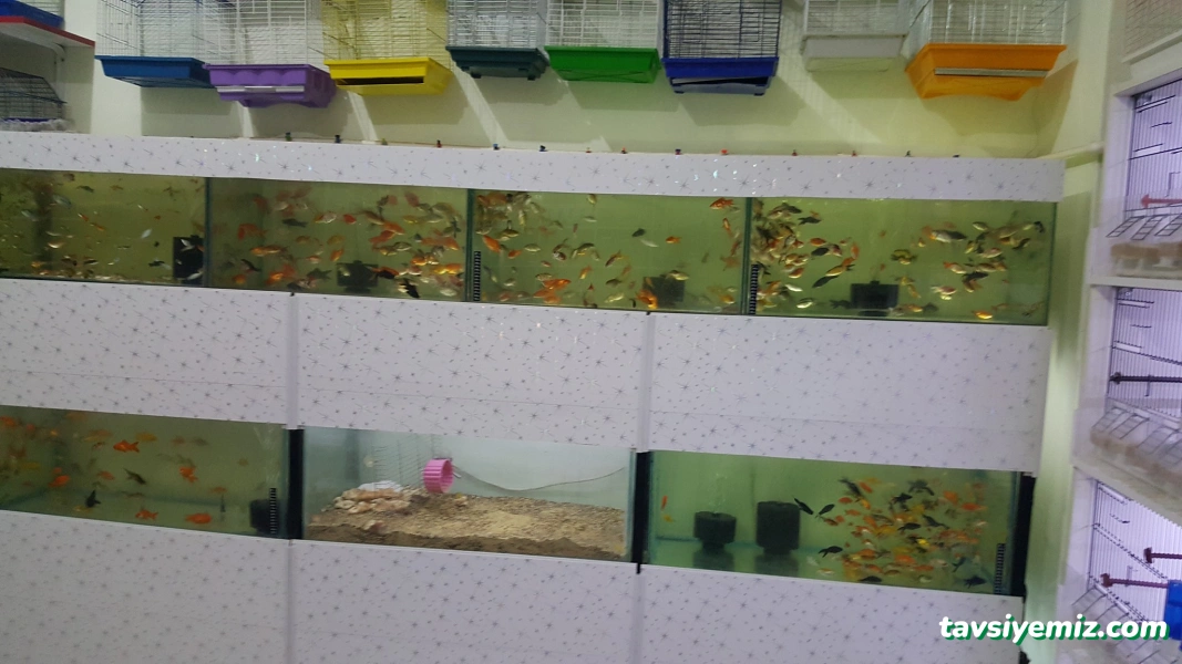 Elif Petshop Elif Petshop
