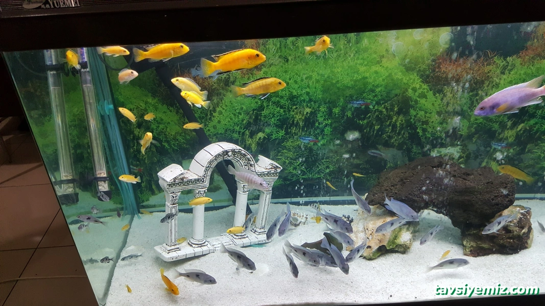 Elif Petshop Elif Petshop