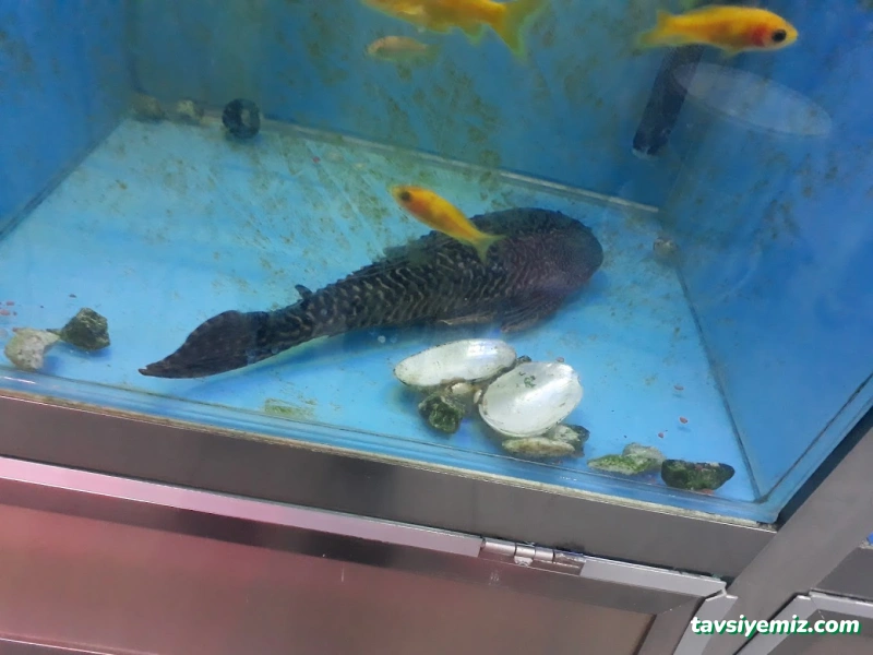 Elit Akvaryum Petshop Elit Akvaryum Petshop