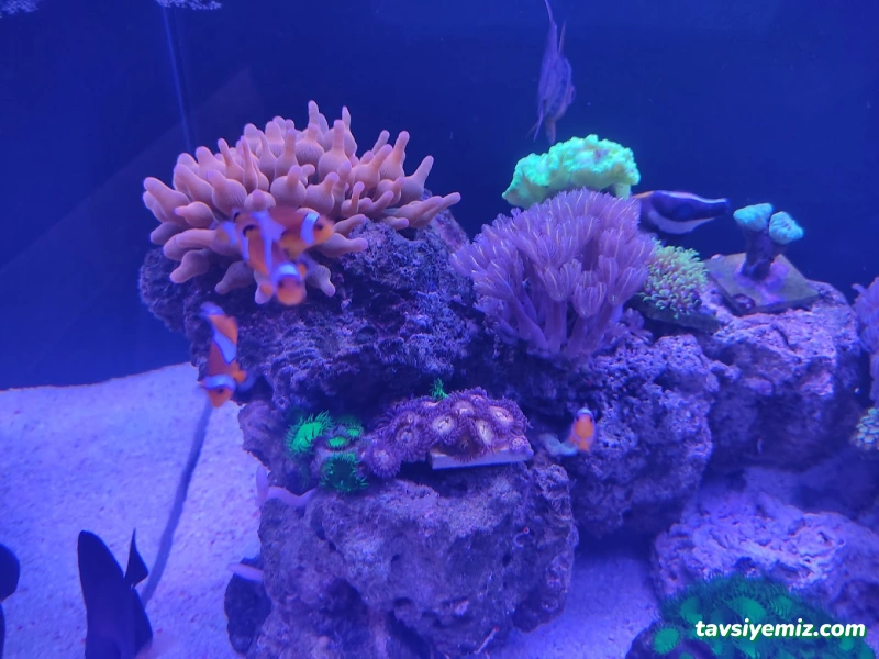 Elit Akvaryum Petshop Elit Akvaryum Petshop