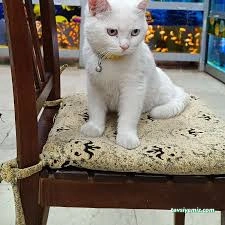 Elit Akvaryum Petshop Elit Akvaryum Petshop