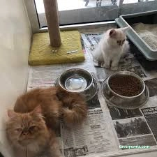 Elit Akvaryum Petshop Elit Akvaryum Petshop