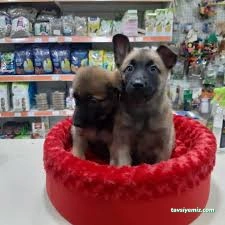 Elit Petshop İstiklal Şubesi Elit Petshop İstiklal Şubesi