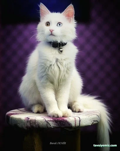 Eray Fotoğrafçılık