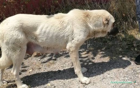 Erzincan Belediye Başkanlığı - Hayvan Barınağı
