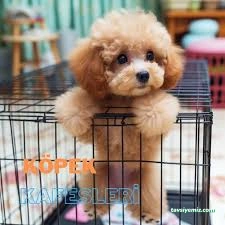 Evcilal Pet Shop Evcilal Pet Shop