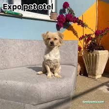 Expo Pet Otel Antalya Expo Pet Otel Antalya