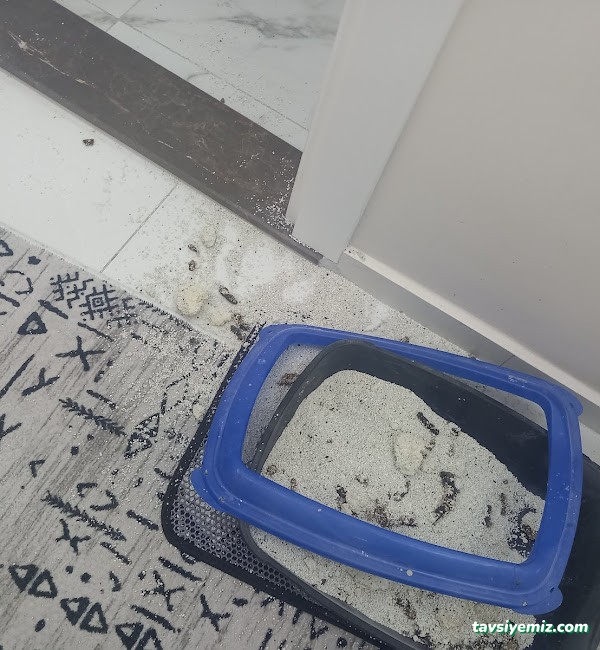 Manisa Güntekin Temizlik Hizmetleri Manisa Güntekin Temizlik Hizmetleri