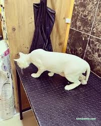 Galaksi Pet Shop & Kuaför Galaksi Pet Shop & Kuaför