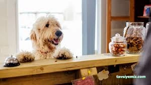 Gap-Vet Kedi Köpek Otel