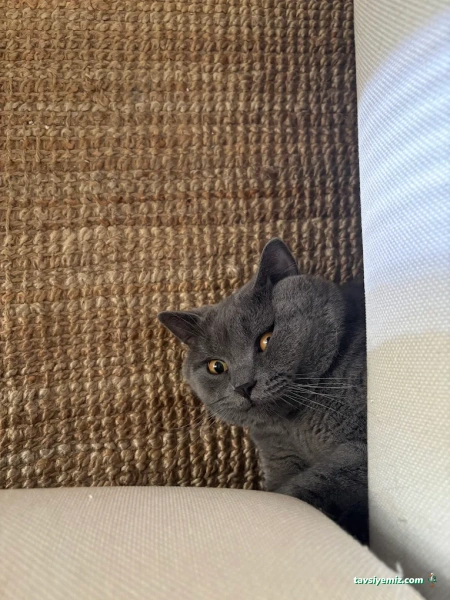 Göksel Pet