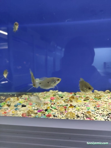 Hayvanlar Alemi Petshop Hayvanlar Alemi Petshop