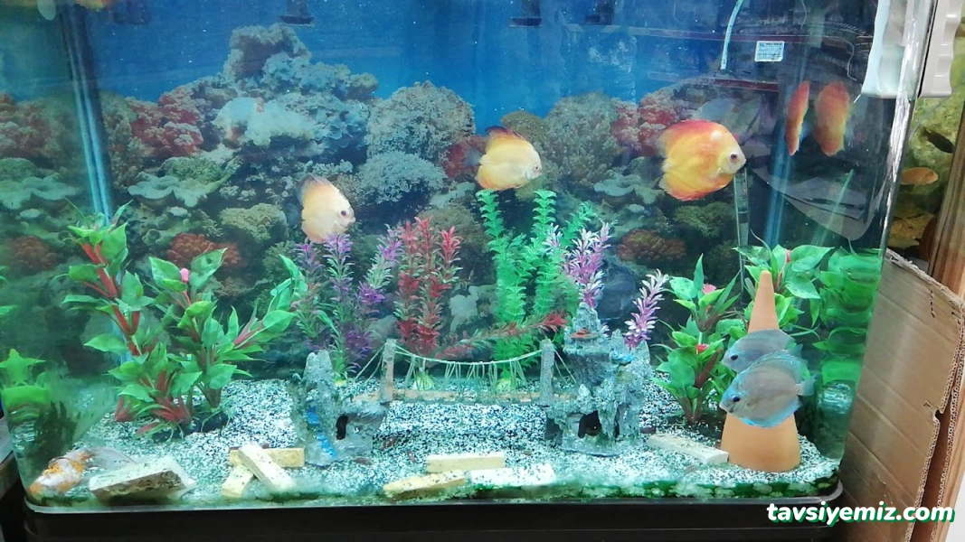 Hayvanlar Alemi Petshop Hayvanlar Alemi Petshop