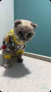 Hipokrat Veteriner Kliniği Ve Pet Kuaför Merkezi Hipokrat Veteriner Kliniği Ve Pet Kuaför Merkezi