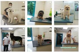 Hipokrat Veteriner Kliniği Ve Pet Kuaför Merkezi Hipokrat Veteriner Kliniği Ve Pet Kuaför Merkezi