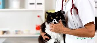 Hipokrat Veteriner Kliniği Ve Pet Kuaför Merkezi Hipokrat Veteriner Kliniği Ve Pet Kuaför Merkezi