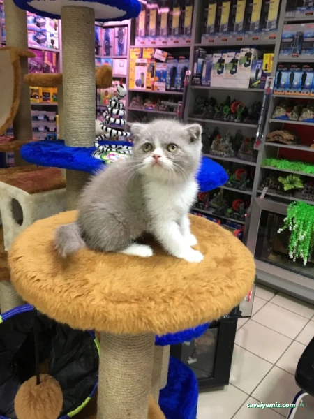 Hoşdere Veteriner Kliniği