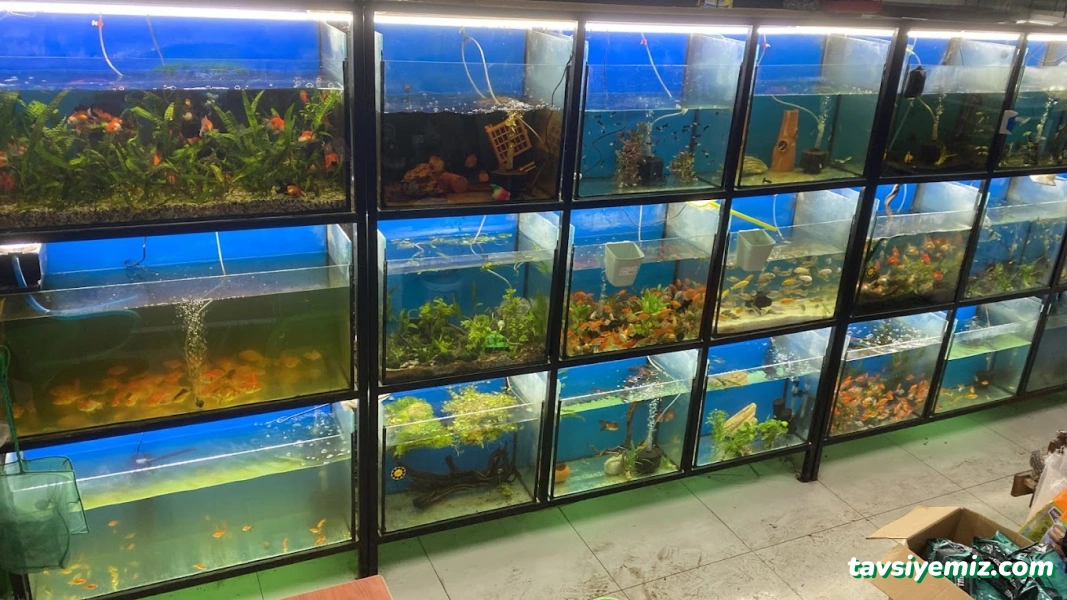 Işık Petshop