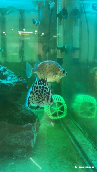 Işık Petshop