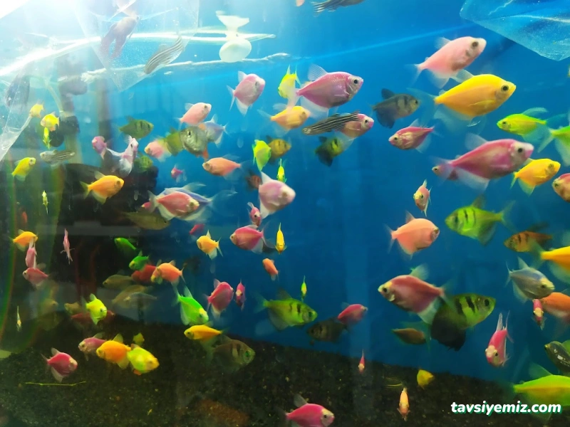 Işık Petshop