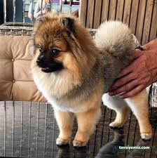 Jupa Pet Jupa Pet
