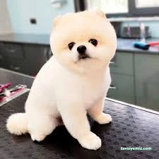 Jupa Pet Jupa Pet