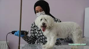 Jupa Pet Jupa Pet