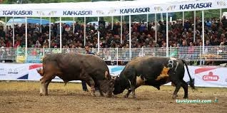 Kafkasör Boğa Güreşleri Festival Alanı Kafkasör Boğa Güreşleri Festival Alanı