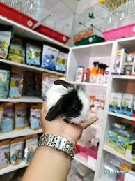 Kaplan Petmarket Kaplan Petmarket