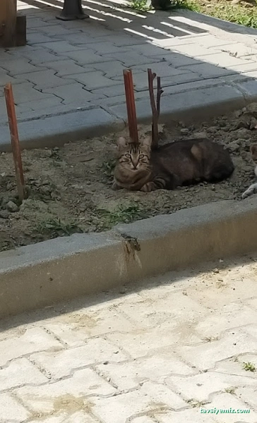 Kardeşler Kiraathanesi Kardeşler Kiraathanesi