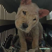Kars, Uğur Pet Veteriner Kliniği Kars, Uğur Pet Veteriner Kliniği