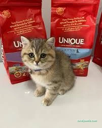 Kars, Uğur Pet Veteriner Kliniği Kars, Uğur Pet Veteriner Kliniği